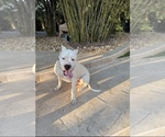 Small Photo #1 Dogo Argentino Breeder Profile in MIAMI, FL, USA