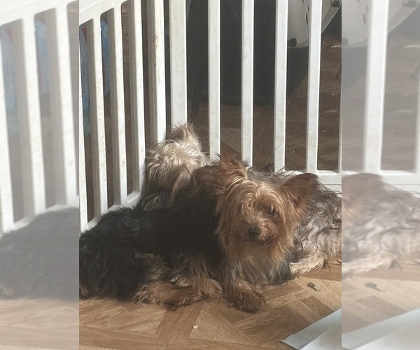 Medium Photo #1 Yorkshire Terrier Breeder Profile in DENHAM SPRINGS, LA, USA
