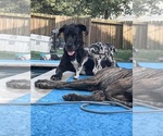 Small Photo #6 Great Dane Breeder Profile in WILLIS, TX, USA