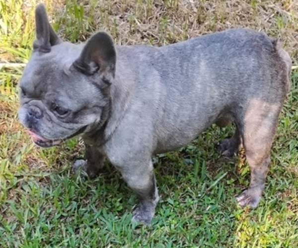Medium Photo #1 French Bulldog Breeder Profile in NEW WAVERLY, TX, USA