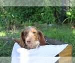 Small Photo #1 Dachshund Breeder Profile in MARSHFIELD, MO, USA