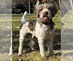 Small Photo #1 Lagotto Romagnolo Breeder Profile in LYNDEN, WA, USA