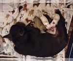 Small Photo #1 Frenchie Pug Breeder Profile in NEW WAVERLY, TX, USA