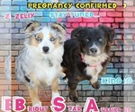 Small Photo #3 Miniature Australian Shepherd Breeder Profile in TERRELL, TX, USA