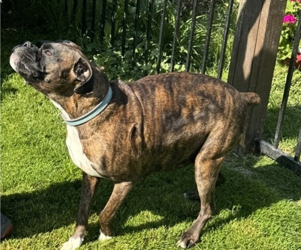 Medium Photo #5 Boxer Breeder Profile in LANSING, MI, USA
