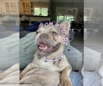 Small Photo #1 French Bulldog Breeder Profile in MAPLE GROVE, MN, USA