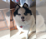 Small Photo #2 Pomsky Breeder Profile in NASHUA, NH, USA