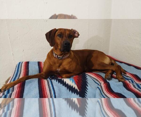 Medium Photo #4 Rhodesian Ridgeback Breeder Profile in ONEIDA, TN, USA