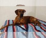 Small Photo #14 Rhodesian Ridgeback Breeder Profile in ONEIDA, TN, USA