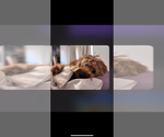 Small Photo #3 Labradoodle Breeder Profile in VALENCIA, CA, USA
