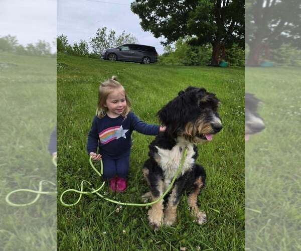 Medium Photo #1 Bernedoodle Breeder Profile in FRANKLIN, MO, USA