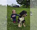 Small Photo #1 Bernedoodle Breeder Profile in FRANKLIN, MO, USA