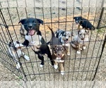Small Photo #10 Border Kelpie Breeder Profile in CAMAS, WA, USA