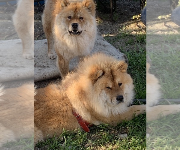 Medium Photo #4 Chow Chow Breeder Profile in FONTANA, CA, USA