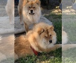 Small Photo #4 Chow Chow Breeder Profile in FONTANA, CA, USA