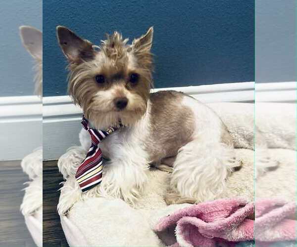 Medium Photo #2 Yorkshire Terrier Breeder Profile in KEITHVILLE, LA, USA