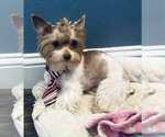 Small Photo #2 Yorkshire Terrier Breeder Profile in KEITHVILLE, LA, USA
