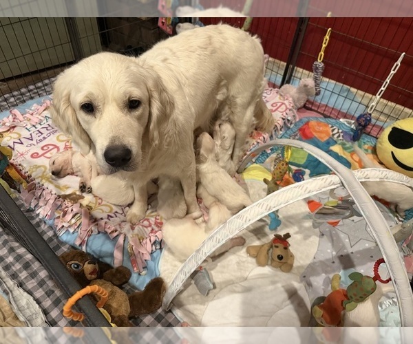 Medium Photo #9 English Cream Golden Retriever Breeder Profile in MEDFORD TOWNSHIP, NJ, USA