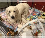 Small Photo #9 English Cream Golden Retriever Breeder Profile in MEDFORD TOWNSHIP, NJ, USA