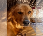 Small Photo #1 Golden Retriever Breeder Profile in FREMONT, OH, USA