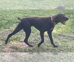 Small Photo #3 German Shorthaired Pointer Breeder Profile in GREENVILLE, SC, USA