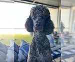 Small Photo #4 Goldendoodle Breeder Profile in GIBSONTON, FL, USA