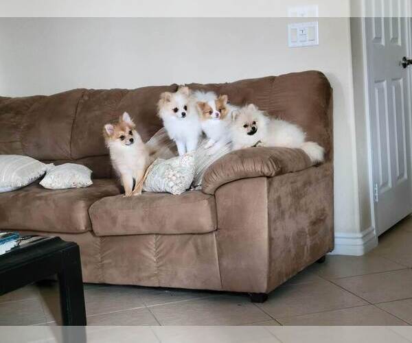 Medium Photo #3 Pomeranian Breeder Profile in MENIFEE, CA, USA
