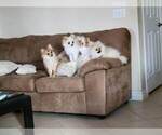 Small Photo #3 Pomeranian Breeder Profile in MENIFEE, CA, USA