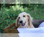 Small Photo #2 Dachshund Breeder Profile in MARSHFIELD, MO, USA
