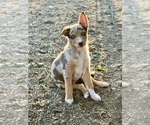 Small Photo #8 Border Kelpie Breeder Profile in CAMAS, WA, USA