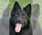 Small Photo #2 German Shepherd Dog Breeder Profile in FORT PLAIN, NY, USA