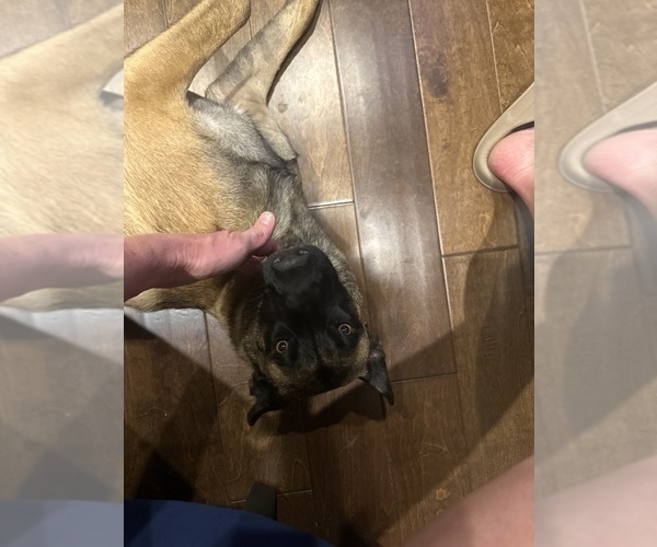 Medium Photo #7 Belgian Malinois Breeder Profile in ATHENS, AL, USA