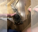 Small Photo #7 Belgian Malinois Breeder Profile in ATHENS, AL, USA