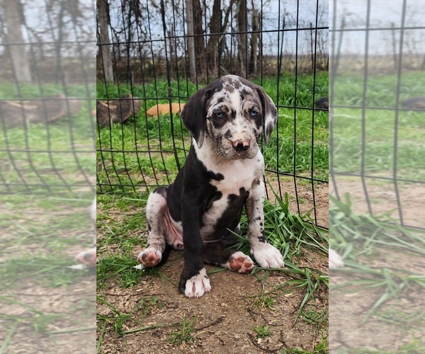 Medium Photo #2 Catahoula Leopard Dog Breeder Profile in CUMBY, TX, USA