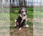 Small Photo #2 Catahoula Leopard Dog Breeder Profile in CUMBY, TX, USA