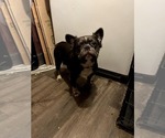 Small Photo #1 French Bulldog Breeder Profile in SAINT LOUIS, MO, USA