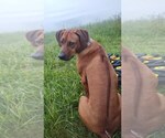 Small Photo #7 Rhodesian Ridgeback Breeder Profile in ONEIDA, TN, USA