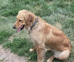 Small Photo #2 Golden Retriever Breeder Profile in CLEVELAND, TN, USA
