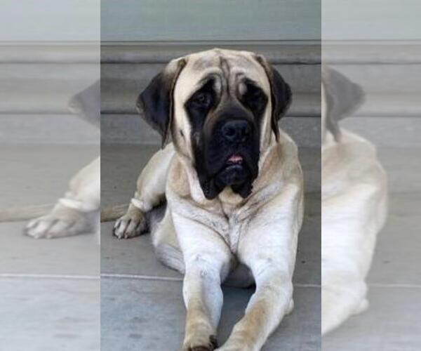 Medium Photo #2 Mastiff Breeder Profile in ATWATER, CA, USA
