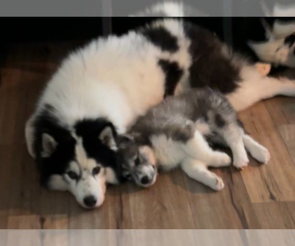 Medium Photo #1 Golden Pyrenees-Siberian Husky Mix Breeder Profile in HICKORY, NC, USA