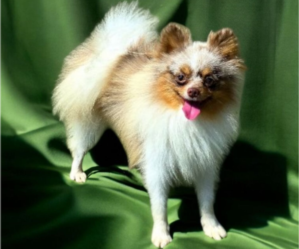 Medium Photo #1 Pomeranian Breeder Profile in ORRVILLE, OH, USA