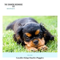 Image of website Cavalier King Charles Spaniels