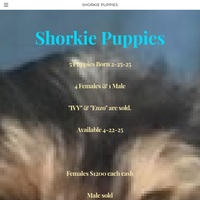 Image of website Shorkie Puppies