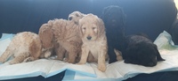 Image of website Labradoodle Seattle F1B