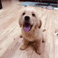 Image of website Elite Golden Pups