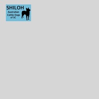 Image of website Shiloh Australian Cattle Dogs of SC