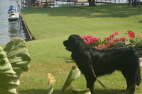 Image of website RC Lake of Texas Newfoundlands