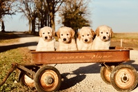 Image of website Windcliff Goldens