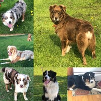 Image of website Maple Shade Farms Australian Shepherds