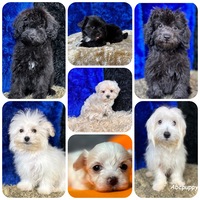 Image of website Maltipoo bichpoo poodle poochon MalShiPoo